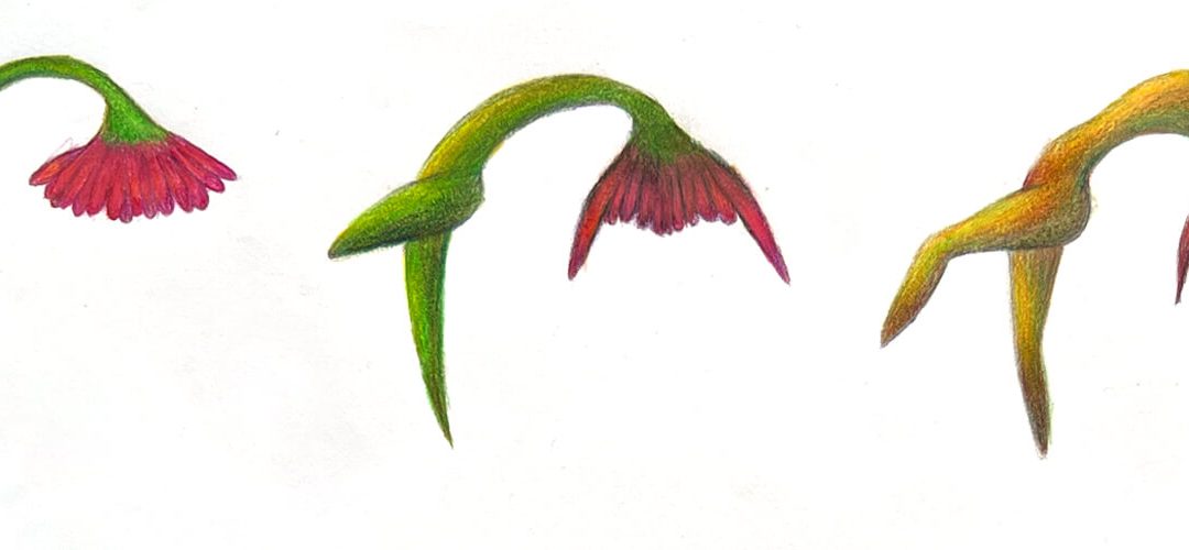 Metamorphose